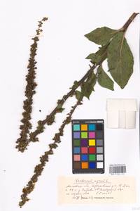 Verbascum nigrum L., Eastern Europe, Moscow region (E4a) (Russia)
