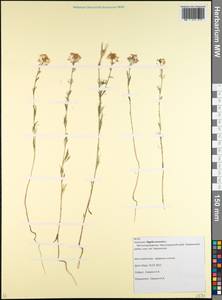 Nigella arvensis L., Caucasus, Krasnodar Krai & Adygea (K1a) (Russia)