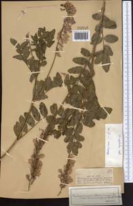 Hedysarum neglectum Ledeb., Middle Asia, Dzungarian Alatau & Tarbagatai (M5) (Kazakhstan)