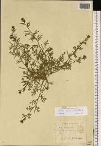 Erucastrum supinum (L.) Al-Shehbaz & S.I.Warwick, Eastern Europe, Estonia (E2c) (Estonia)