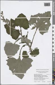 Adenocaulon himalaicum Edgew., Siberia, Russian Far East (S6) (Russia)