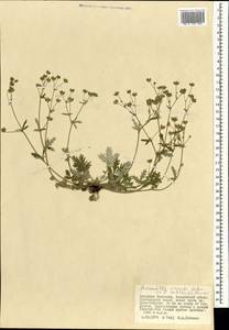 Potentilla virgata Lehm., Mongolia (MONG) (Mongolia)