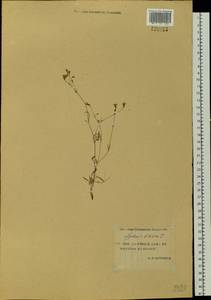 Silene orientalimongolica Kozhevn., Siberia, Yakutia (S5) (Russia)