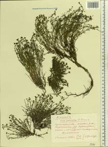 Asperula tephrocarpa Czern. ex Popov & Chrshan., Eastern Europe, North Ukrainian region (E11) (Ukraine)