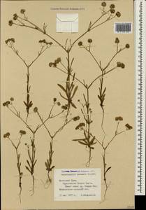 Valerianella coronata (L.) DC., Crimea (KRYM) (Russia)