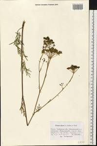 Silaum silaus (L.) Schinz & Thell., Eastern Europe, Central forest-and-steppe region (E6) (Russia)