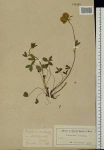 Trifolium pratense L., Eastern Europe, Moscow region (E4a) (Russia)