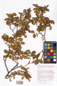 Rosa canina L., Eastern Europe, Central forest-and-steppe region (E6) (Russia)