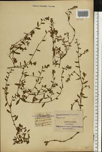 Polygonum aviculare L., Eastern Europe, South Ukrainian region (E12) (Ukraine)