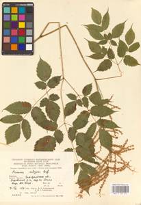 Aruncus dioicus (Walter) Fernald, Eastern Europe, West Ukrainian region (E13) (Ukraine)