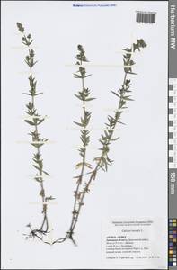 Galium boreale L., Eastern Europe, Central forest-and-steppe region (E6) (Russia)