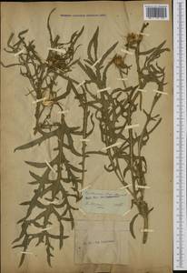 Centaurea calcitrapa L., Western Europe (EUR) (Not classified)