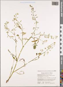 Rorippa palustris (L.) Besser, Eastern Europe, Northern region (E1) (Russia)