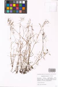 Bromus tectorum L., Eastern Europe, Moscow region (E4a) (Russia)