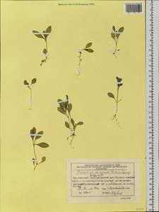 Dichodon davuricum (Fisch. ex Spreng.) Á. Löve & D. Löve, Siberia, Central Siberia (S3) (Russia)