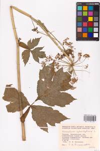 Heracleum sphondylium L., Eastern Europe, West Ukrainian region (E13) (Ukraine)