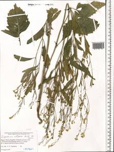 Sisymbrium volgense M. Bieb. ex E. Fourn., Eastern Europe, Northern region (E1) (Russia)