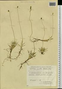 Tofieldia pusilla (Michx.) Pers., Siberia, Chukotka & Kamchatka (S7) (Russia)