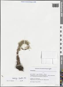 Orostachys thyrsiflora (DC.) Fisch. ex Sweet, Eastern Europe, Eastern region (E10) (Russia)