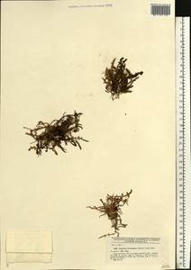Taraxacum bessarabicum (Hornem.) Hand.-Mazz., Eastern Europe, Lower Volga region (E9) (Russia)