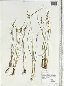 Carex oederi var. oederi, Eastern Europe, North-Western region (E2) (Russia)