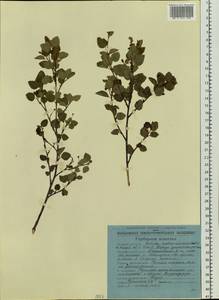 Betula humilis Schrank, Siberia, Chukotka & Kamchatka (S7) (Russia)
