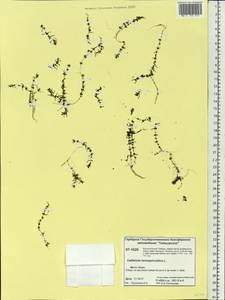 Callitriche hermaphroditica subsp. hermaphroditica, Siberia, Central Siberia (S3) (Russia)