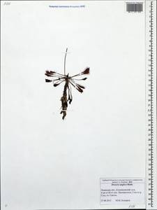 Drosera ×anglica Huds., Eastern Europe, Central region (E4) (Russia)