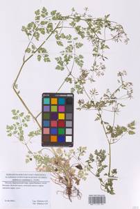 Anthriscus cerefolium (L.) Hoffm., Eastern Europe, Moscow region (E4a) (Russia)