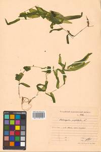 Potamogeton perfoliatus L., Siberia, Russian Far East (S6) (Russia)