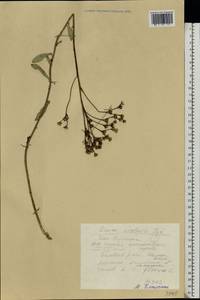 Linum ucranicum Czern. ex Gruner, Eastern Europe, Eastern region (E10) (Russia)