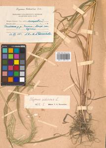 Elymus sibiricus L., Siberia, Russian Far East (S6) (Russia)