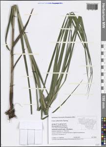 Carex atherodes Spreng., Eastern Europe, Central region (E4) (Russia)