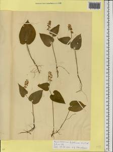 Maianthemum bifolium (L.) F.W.Schmidt, Eastern Europe, Estonia (E2c) (Estonia)
