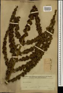 Verbascum pyramidatum M. Bieb., Caucasus, Azerbaijan (K6) (Azerbaijan)