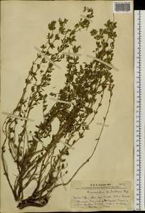 Dracocephalum fruticulosum Steph. ex Willd., Siberia, Altai & Sayany Mountains (S2) (Russia)