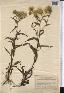 Pentanema britannicum (L.) D. Gut. Larr., Santos-Vicente, Anderb., E. Rico & M. M. Mart. Ort., Siberia, Western Siberia (S1) (Russia)