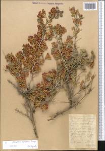 Atraphaxis pyrifolia Bunge, Middle Asia, Western Tian Shan & Karatau (M3)