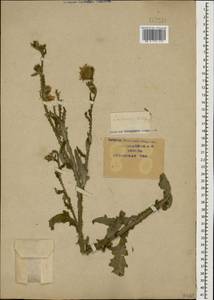 Carduus crispus L., Caucasus, Krasnodar Krai & Adygea (K1a) (Russia)