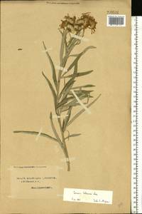 Jacobaea paludosa subsp. lanata (Holub) B. Nord., Eastern Europe, Northern region (E1) (Russia)