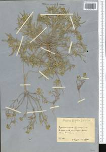 Meniocus linifolius (Stephan ex Willd.) DC., Middle Asia, Karakum (M6) (Turkmenistan)