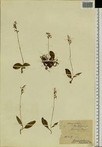 Hemipilia cucullata (L.) Y.Tang, H.Peng & T.Yukawa, Siberia, Yakutia (S5) (Russia)