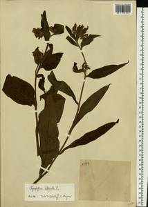 Symphytum officinale L., Eastern Europe, South Ukrainian region (E12) (Ukraine)