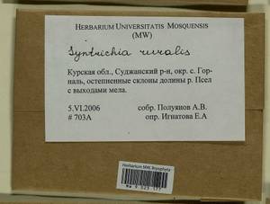 Syntrichia ruralis (Hedw.) F. Weber & D. Mohr, Bryophytes, Bryophytes - Central forest-and-steppe region (B10) (Russia)