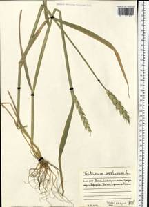 Triticum aestivum L., Eastern Europe, Northern region (E1) (Russia)