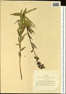 Adenophora liliifolia (L.) A.DC., Siberia, Altai & Sayany Mountains (S2) (Russia)