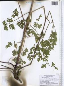 Xanthoselinum alsaticum subsp. venetum (Spreng.) Reduron, Charpin & Pimenov, Western Europe (EUR) (Italy)