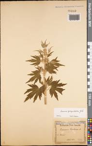 Leonurus quinquelobatus Gilib., Eastern Europe, South Ukrainian region (E12) (Ukraine)
