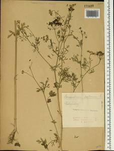 Coriandrum sativum L., Eastern Europe, North Ukrainian region (E11) (Ukraine)