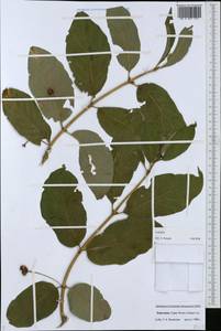Lonicera, Middle Asia, Western Tian Shan & Karatau (M3) (Kyrgyzstan)